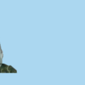 11.png