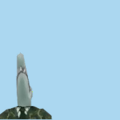 8.png